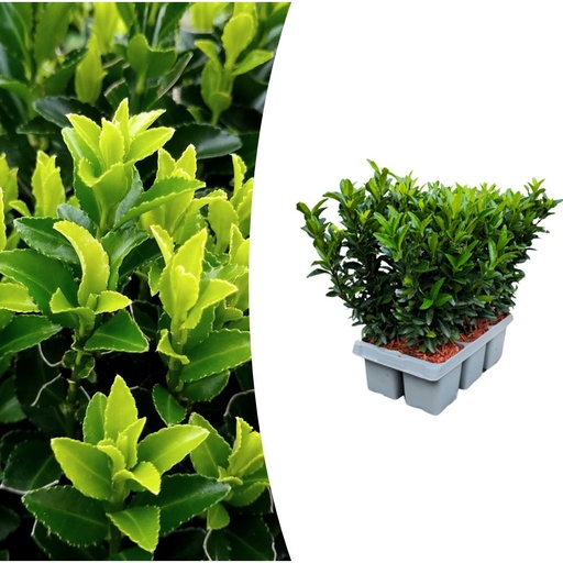 "1x 6 pack Euonymus 'Green Spire' -  Ø 7 cm - ↨ 15 cm image"