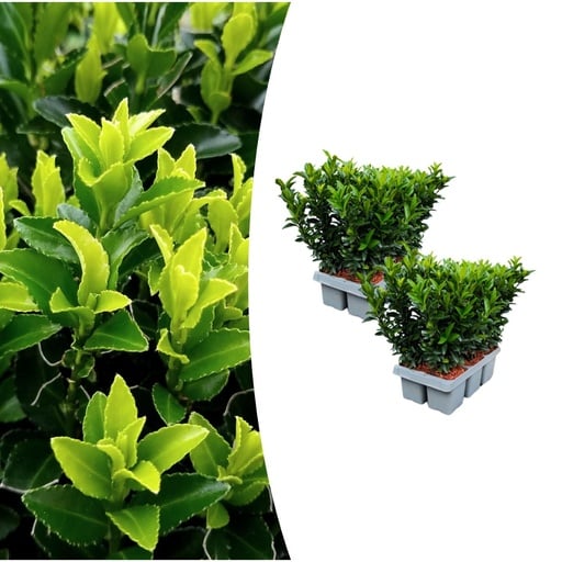 "Kriechspindel 'Green Spire' 2er-Set (6er-pack euonymus) – winterharte immergrüne Bodendeckerpflanze, Topf-Ø 7 cm, Höhe ca. 15 cm image"