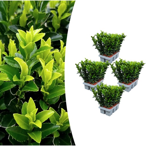 "4 x 6er-Pack Euonymus 'Green Spire' – Ø 7 cm – ↨ 15 cm image"