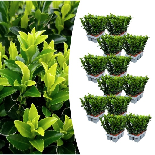"12 x 6er-Pack Euonymus 'Green Spire' – Ø 7 cm – ↨ 15 cm image"