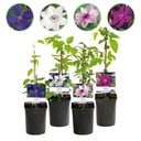 Kletterpflanze - Clematis Rainbow - Blüte Rosa Weiß Lila Rot - Wenig Pflege - 4 Pflanzen - Topf 11cm Höhe 40cm