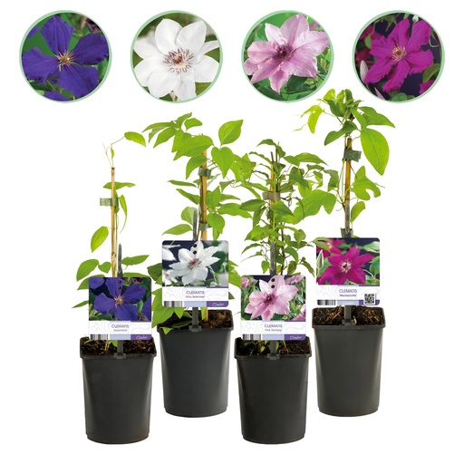 "Kletterpflanze - Clematis Rainbow - Blüte Rosa Weiß Lila Rot - Wenig Pflege - 4 Pflanzen - Topf 11cm Höhe 40cm image"
