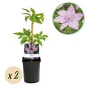 Kletterpflanze - Clematis Hagley Hybrid - Blüte Rosa - Wenig Pflege - 2 Pflanzen - Topf 11cm Höhe 40cm