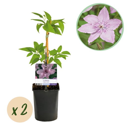 "Kletterpflanze - Clematis Hagley Hybrid - Blüte Rosa - Wenig Pflege - 2 Pflanzen - Topf 11cm Höhe 40cm image"