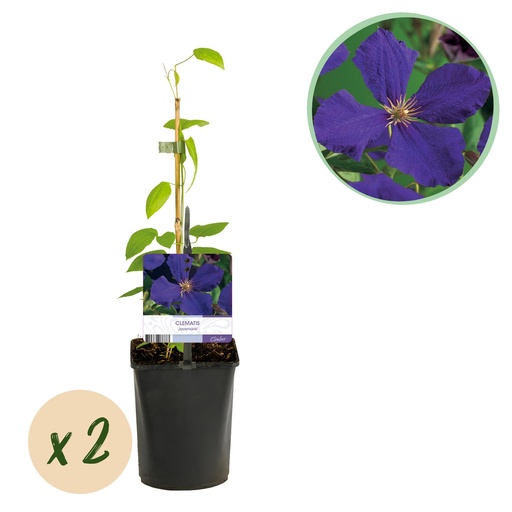 "Kletterpflanze - Clematis Jackmanii - Blüte Blau - Wenig Pflege - 2 Pflanzen - Topf 11cm Höhe 40cm image"