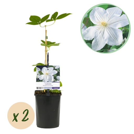 "Kletterpflanze - Clematis Madame Le Coultre - blühend weiß - Wenig Pflege - 2 Pflanzen - Topf 11cm Höhe 40cm image"