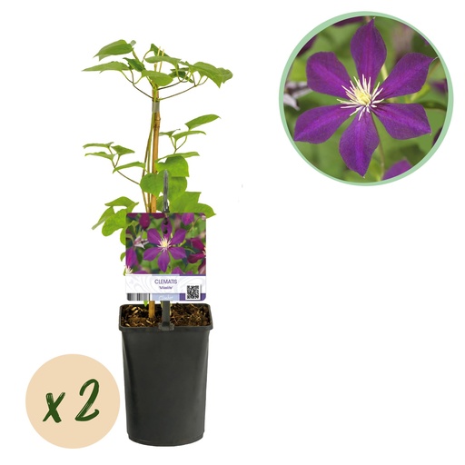 "Kletterpflanze - Clematis Mikelite - Blüte Lila - Wenig Pflege - 2 Pflanzen - Topf 11cm Höhe 40cm image"