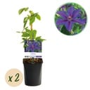 Kletterpflanze - Clematis Mrs. N. Thompson - Blüte Rosa - Wenig Pflege - 2 Pflanzen - Topf 11cm Höhe 40cm