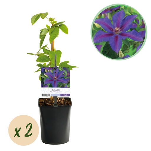 "Waldrebe 'Mrs. N. Thompson' 2er-Set (Clematis) – winterharte Kletterpflanze, Topf-Ø 11 cm, Höhe ca. 40 cm image"
