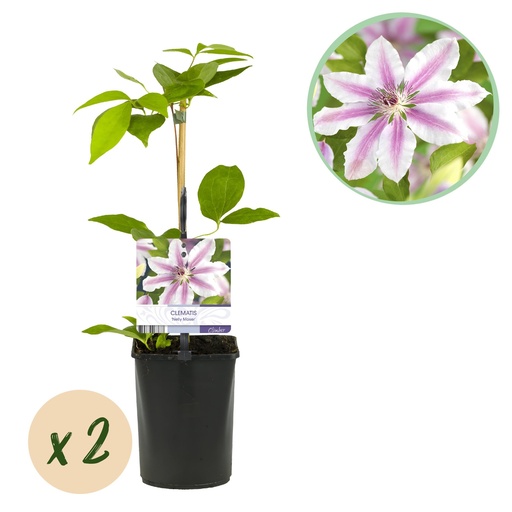"Kletterpflanze - Clematis Nelly Moser - Blüte Rosa - Wenig Pflege - 2 Pflanzen - Topf 11cm Höhe 40cm image"