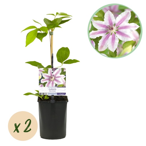 "Waldrebe 'Nelly Moser' 2er-Set (Clematis) – winterharte Kletterpflanze, Topf-Ø 11 cm, Höhe ca. 40 cm image"