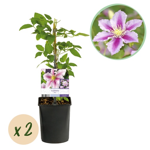 "Kletterpflanze - Clematis Piilu - Blüte Rosa - Wenig Pflege - 2 Pflanzen - Topf 11cm Höhe 40cm image"