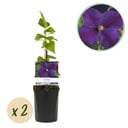 Kletterpflanze - Clematis The President - Blüte Rosa - Wenig Pflege - 2 Pflanzen - Topf 11cm Höhe 40cm