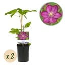 Kletterpflanze - Clematis Ville de Lyon - Blüte Rosa - Wenig Pflege - 2 Pflanzen - Topf 11cm Höhe 40cm