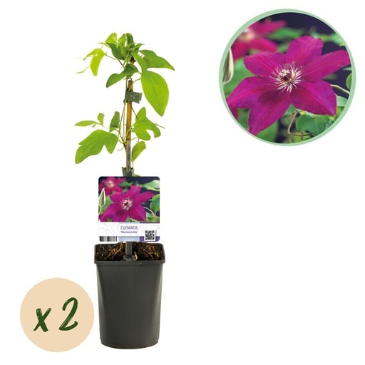 "Kletterpflanze - Clematis Westerplatte - Blüte Rot - Pflegeleicht - 2 Pflanzen - Topf 11cm Höhe 40cm image"