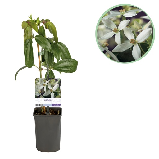 "Kletterpflanze - Clematis armandii - Blüte Weiß - Immergrün - Wenig Pflege - 1 Pflanze Topf 11cm Höhe 40cm image"