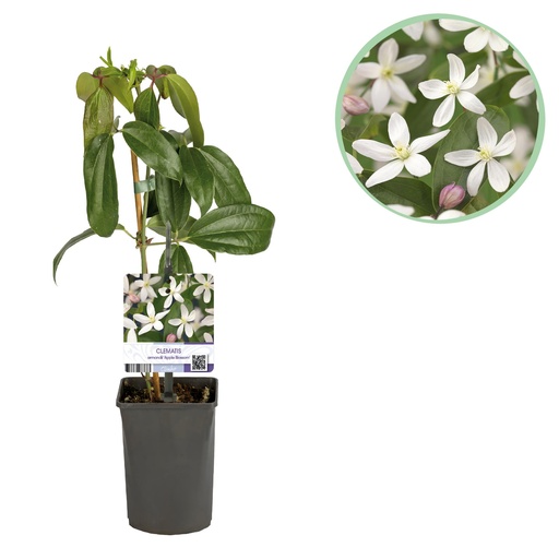 "Immergrüne Waldrebe (Clematis armandii) – winterharte Kletterpflanze, Höhe ca. 11 cm image"