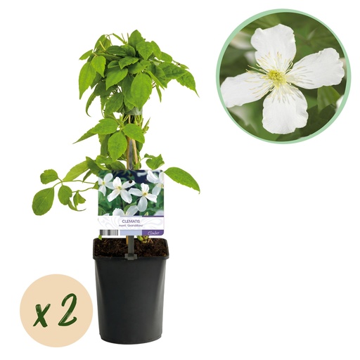 "Kletterpflanze - Clematis montana Grandiflora - Blüte Weiß - Frühblühend - Pflegeleicht - 2 Pflanzen - Topf 11cm Höhe 40cm image"