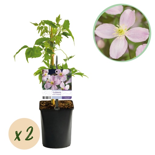 "Kletterpflanze - Clematis montana Rubens - Blüte Rosa - Frühblühend - Wenig Pflege - 2 Pflanzen - Topf 11cm Höhe 40cm image"