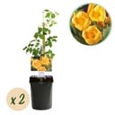 Trompetenblume - Campsis radicans Flava - Gelbe Blüten - Pflegeleicht - 2 Pflanzen - Topf 11cm Höhe 40cm