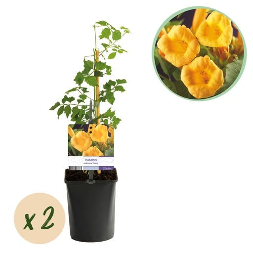 "Trompetenblume - Campsis radicans Flava - Gelbe Blüten - Pflegeleicht - 2 Pflanzen - Topf 11cm Höhe 40cm image"