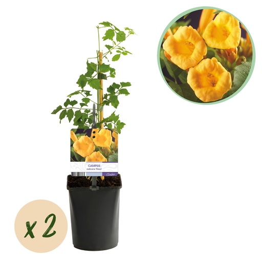 "Amerikanische Klettertrompete (Campsis radicans) – winterharte Kletterpflanze, Höhe ca. 11 cm image"