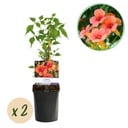 Trompetenblume - Campsis radicans Madame Galen - Orange Blüten - Pflegeleicht - 2 Pflanzen - Topf 11cm Höhe 40cm