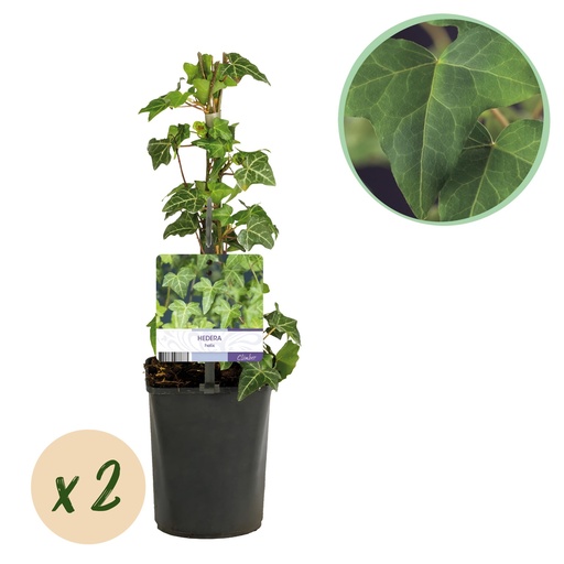 "Kletterpflanze - Hedera helix - Blätter grün - Immergrün - 2 Pflanzen - Topf 11cm Höhe 40cm image"