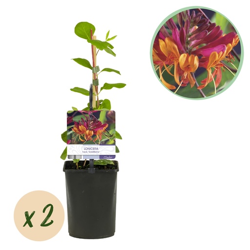 "Geißblatt - Lonicera heckrottii Goldflame - Blüten Rosa mit Gelb - wenig Pflege - 2 Pflanzen - Topf 11cm Höhe 40cm image"