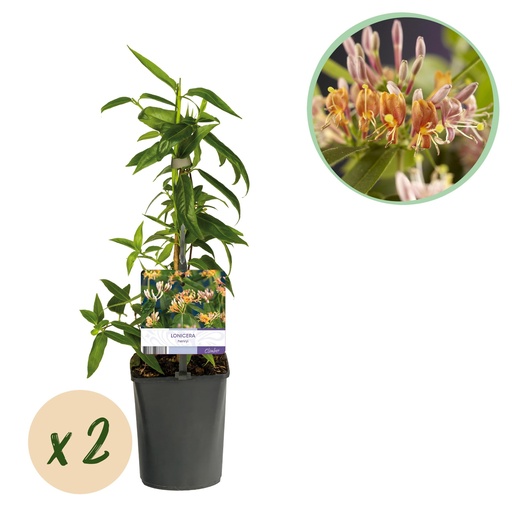 "Geißblatt - Lonicera henryi - Blüte Rosa - Wenig Pflege - 2 Pflanzen - Topf 11cm Höhe 40cm image"