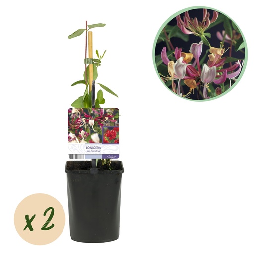 "Geißblatt - Lonicera Serotina - Blüte Rosa mit Weiß - Wenig Pflege - 2 Pflanzen - Topf 11cm Höhe 40cm image"