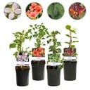 Kletterpflanzen Rainbow - Clematis montana Rubens Hedera helix lonicera Goldflame Campsis madame Galen - Ganzjährig Farbe - 4 Pflanzen - Topf 11cm Höhe 40cm