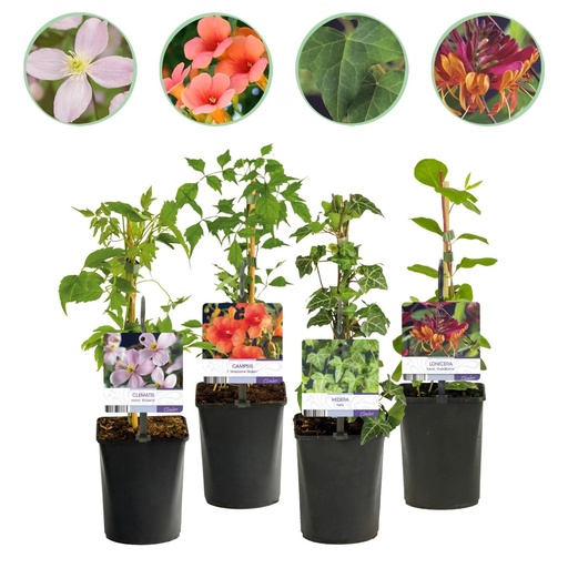 "Kletterpflanzen Rainbow - Clematis montana Rubens Hedera helix lonicera Goldflame Campsis madame Galen - Ganzjährig Farbe - 4 Pflanzen - Topf 11cm Höhe 40cm image"