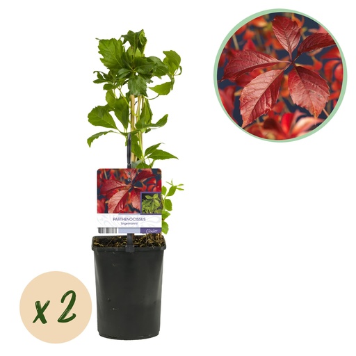 "Wilder Wein - Parthenocissus Engelmannii - Blatt Grün später Rot - Wenig Pflege - 2 Pflanzen - Topf 11cm Höhe 40cm image"