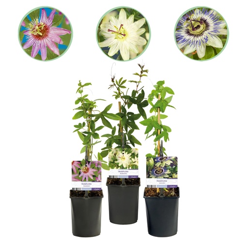 "Passionsblume - Passiflora Tricolour - Blüte Rosa Weiß Lila - Wenig Pflege - 3 Pflanzen - Topf 11cm Höhe 40cm image"