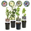 Passionsblume - Passiflora Rainbow - Blüte Rosa Weiß Lila Grün - Wenig Pflege - 4 Pflanzen - Topf 11cm Höhe 40cm