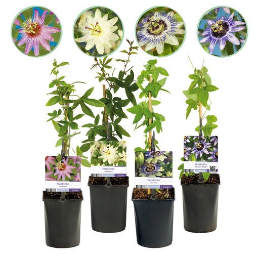 "Passionsblume - Passiflora Rainbow - Blüte Rosa Weiß Lila Grün - Wenig Pflege - 4 Pflanzen - Topf 11cm Höhe 40cm image"