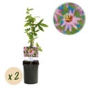Passionsblume - Passiflora Anastasia - Blüte Rosa - Wenig Pflege - 2 Pflanzen - Topf 11cm Höhe 40cm