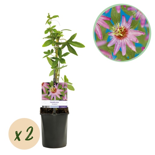 "Passionsblume - Passiflora Anastasia - Blüte Rosa - Wenig Pflege - 2 Pflanzen - Topf 11cm Höhe 40cm image"