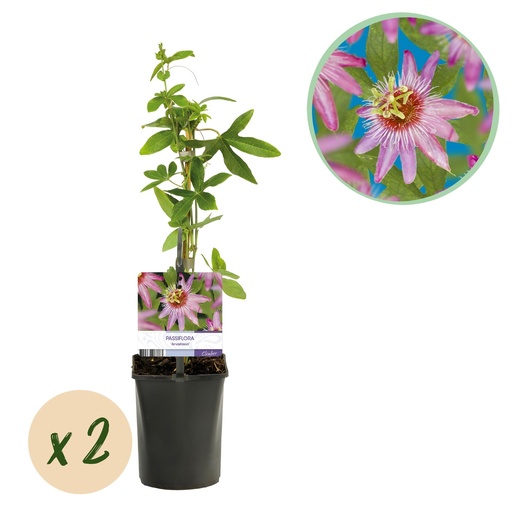 "Passionsblume 'Anastasia' 2er-Set (Passiflora) – winterharte Kletterpflanze, Topf-Ø 11 cm, Höhe ca. 40 cm image"