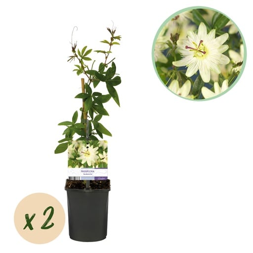 "Passionsblume (Passionsblume) – winterharte Kletterpflanze, Höhe ca. 11 cm image"