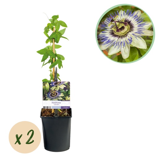 "Passionsblume - Passiflora caerulea - Blüte Blau mit Grün Weiß - Wenig Pflege - 2 Pflanzen - Topf 11cm Höhe 40cm image"