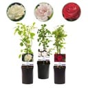 Kletterrose - Rosa Tricolour - Blumen Rosa Weiß Rot - Geringer Pflegeaufwand - 3 Pflanzen - Topf 11cm Höhe 40cm