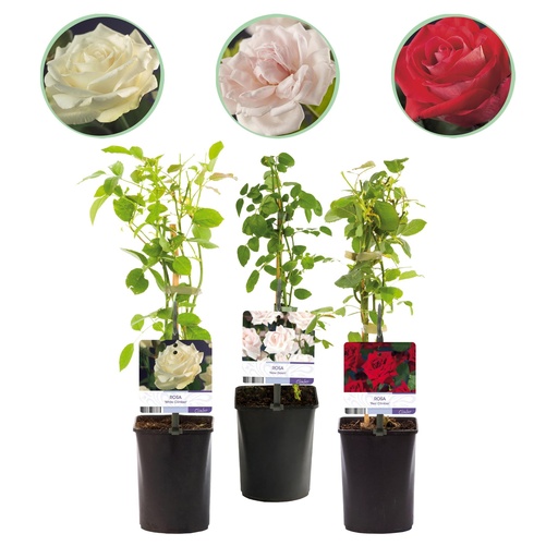 "Kletterrose - Rosa Tricolour - Blumen Rosa Weiß Rot - Geringer Pflegeaufwand - 3 Pflanzen - Topf 11cm Höhe 40cm image"