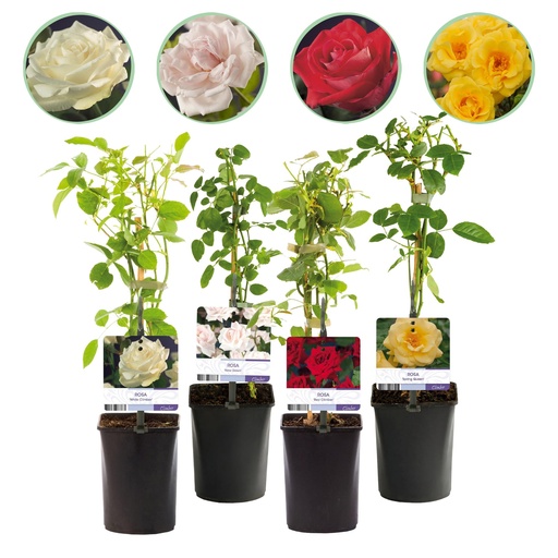 "Kletterrose - Rosa Rainbow - Blumen Rosa Weiß Gelb Rot - Wenig Pflege - 4 Pflanzen - Topf 11cm Höhe 40cm image"