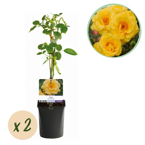 "Kletterrose - Rosa Spring Queen - Blüte Gelb - Pflegeleicht - 2 Pflanzen - Topf 11cm Höhe 40cm image"