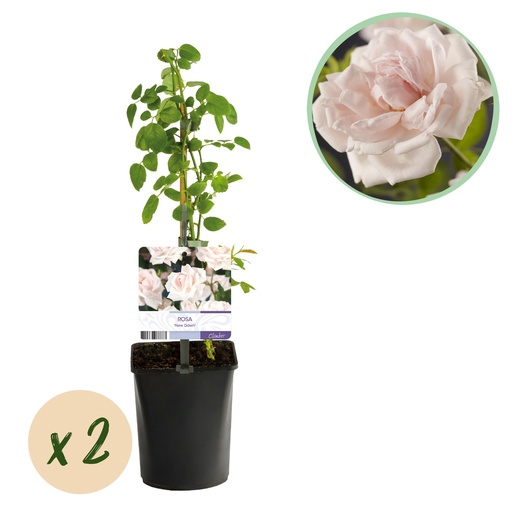 "Kletterrose - Rosa New Dawn - Blüte Hellrosa - Wenig Pflege - 2 Pflanzen - Topf 11cm Höhe 40cm image"