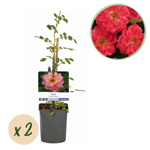 "Vielblütige Rose (Kletterrose) – winterharte Kletterpflanze, Höhe ca. 11 cm image"