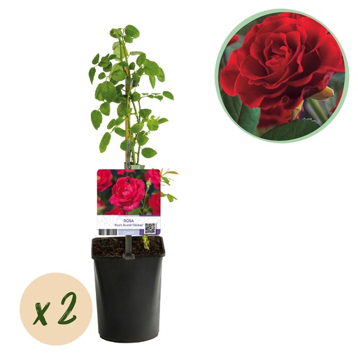 "Kletterrose - Rosa Paul Scarlet Climber - Blüte Rot - Wenig Pflege - 2 Pflanzen - Topf 11cm Höhe 40cm image"