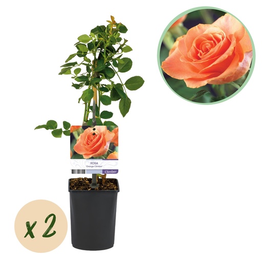 "Kletterrose - Rosa Orange Climber - Leuchtend orange Blüte - Pflegeleicht - 2 Pflanzen - Topf 11cm Höhe 40cm image"